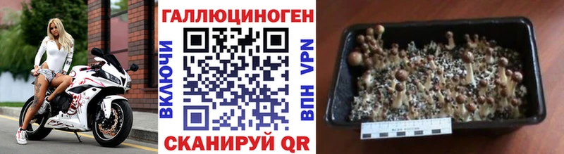 Псилоцибиновые грибы Psilocybe  Мытищи 